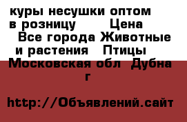 куры несушки.оптом 160 в розницу 200 › Цена ­ 200 - Все города Животные и растения » Птицы   . Московская обл.,Дубна г.